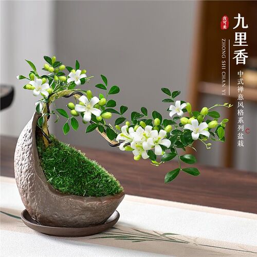 飘枝小叶九里香盆栽悬崖造型盆景室内茶几玄关绿植易活花卉小植物