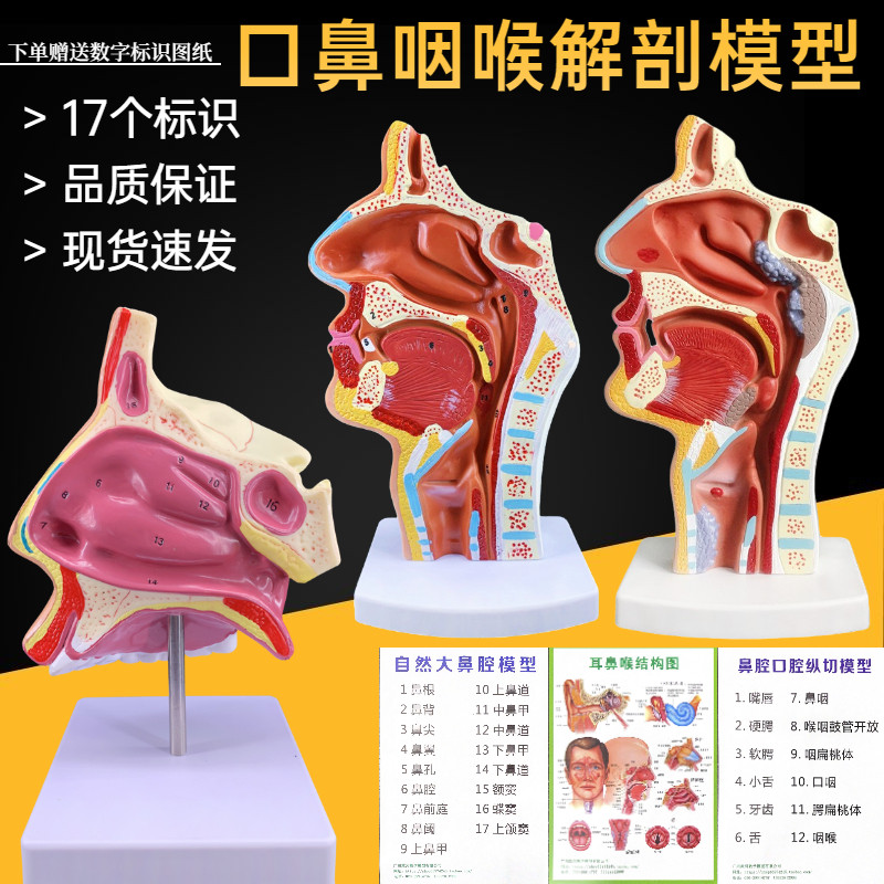 人体鼻腔鼻子解剖模型咽喉口鼻矢状解剖模型耳鼻喉科五官教学模型