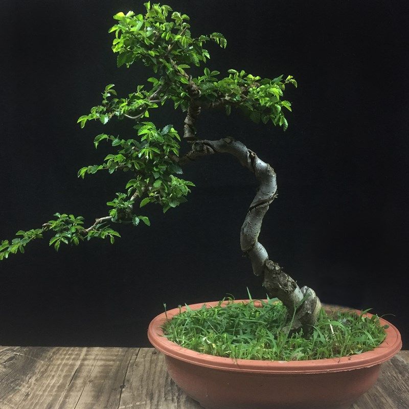 小叶榔榆盆景提根盆景小 榔榆小苗小品榆树盆景素材,鲜花速递/花卉仿真/绿植园艺,绿植,淘宝优惠券,粉丝福利购,淘宝优惠卷