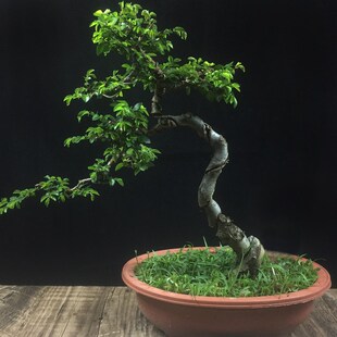 小叶榔榆盆景提根盆景小 榔榆小苗小品榆树盆景素材