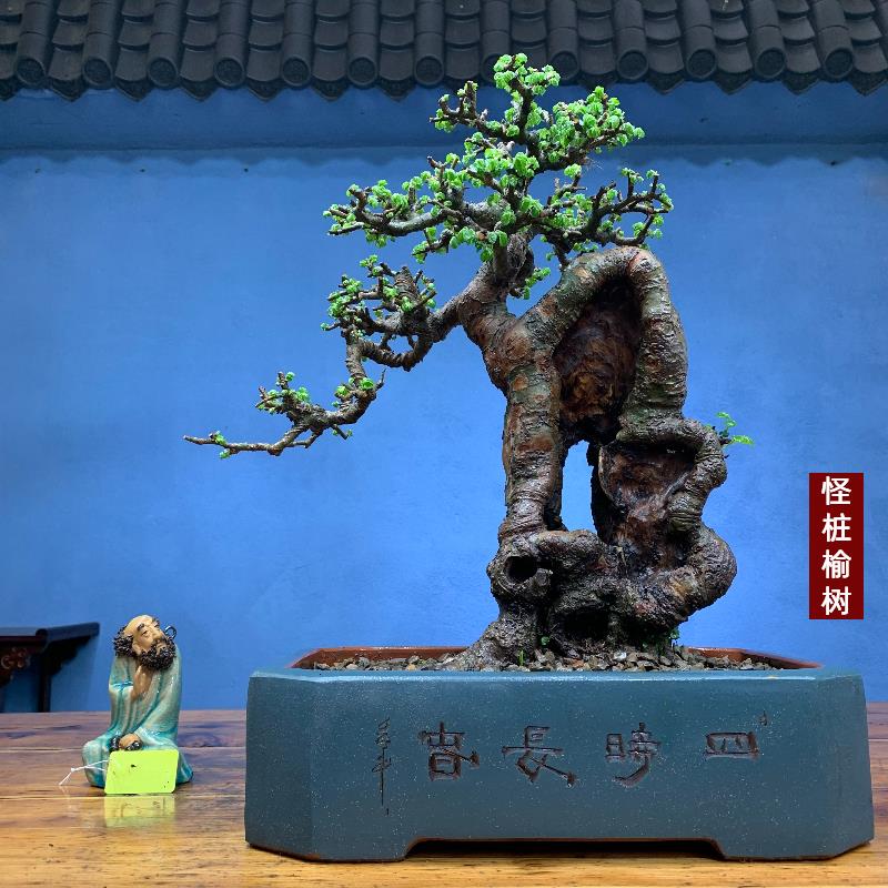 老桩榆树矮霸榆树老桩坨坨小叶榔榆一物一拍榆树盆景造型怪桩盆景
