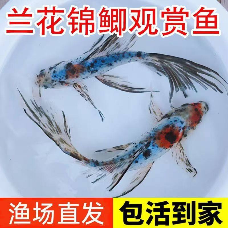 观赏鱼兰花锦鲫水墨兰花五花草金金鱼鱼苗练手鱼好养耐活渔场直发