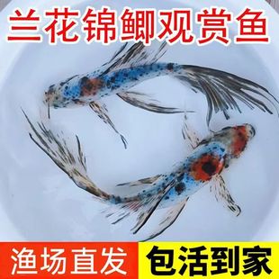 观赏鱼兰花锦鲫水墨兰花五花草金金鱼鱼苗练手鱼好养耐活渔场直发