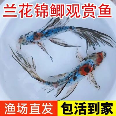 观赏鱼兰花锦鲫水墨兰花五花草金金鱼鱼苗练手鱼好养耐活渔场直发