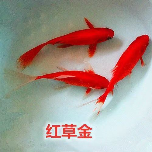 草金观赏鱼好养耐活红锦鲫黄金锦鲤活鱼冷水小金鱼淡水鱼自来水鱼