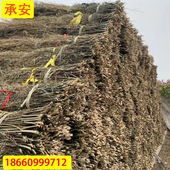 沂蒙山承安竹苗竹条竹子捆扎