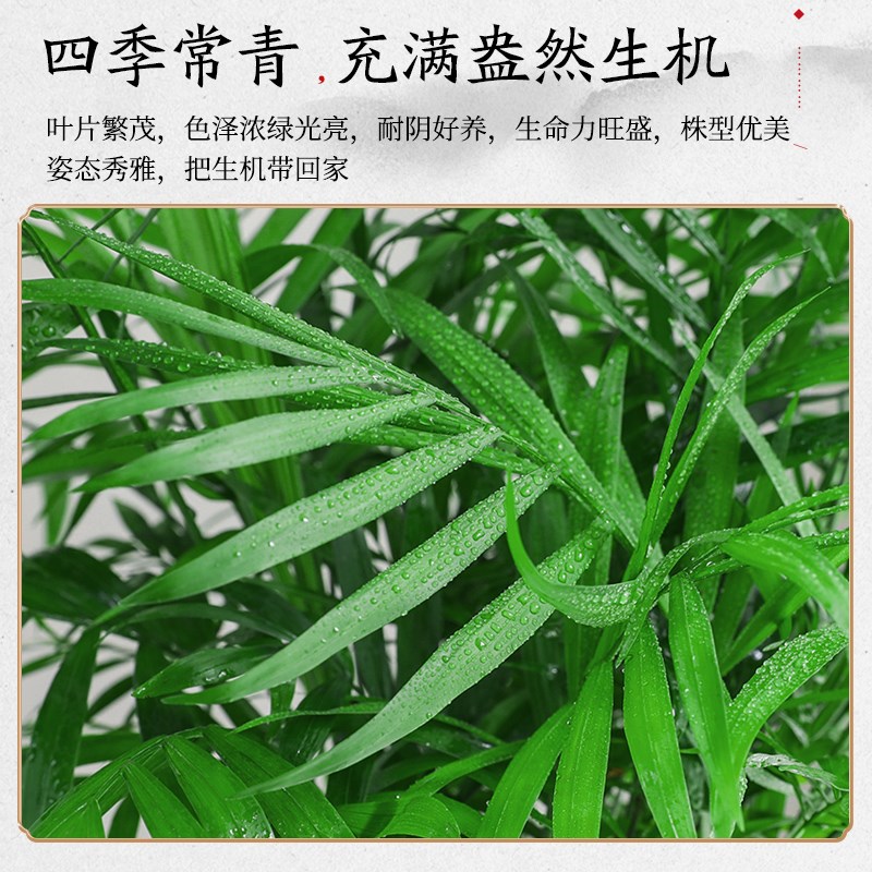 椰子盆栽室内办公室花卉绿植散尾葵客厅植物净化空气四季常青好养