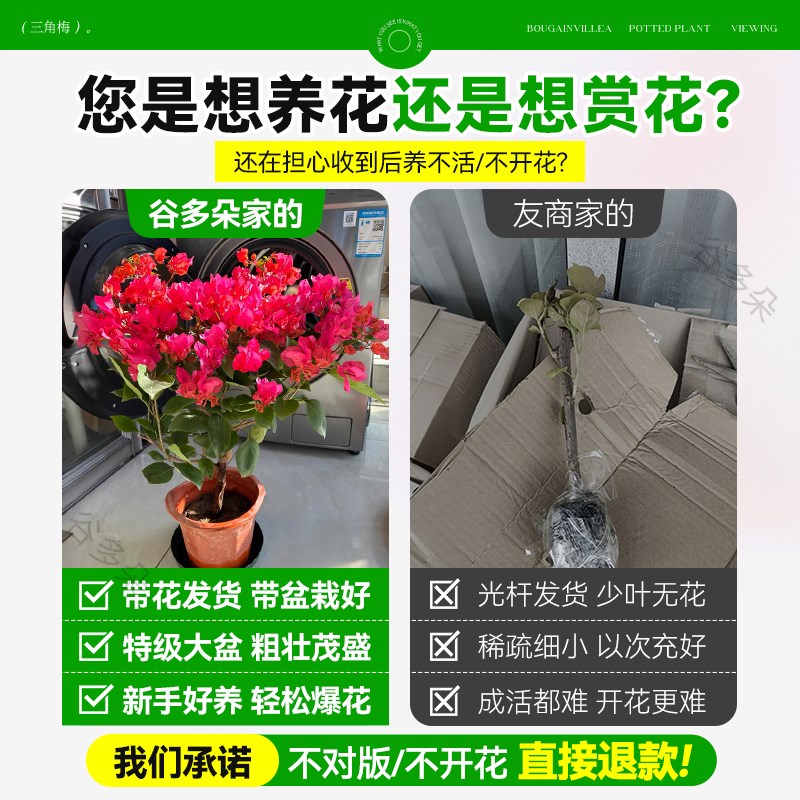 绿樱三角梅盆栽大苗带花绿植漳红樱室内阳台老桩花卉四季开花植物
