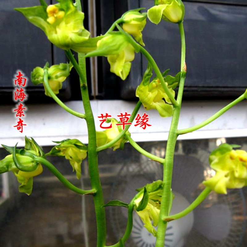 兰花苗墨兰秋榜老种南海素奇浓香鲜花卉盆栽绿植好养阳台室冬春花