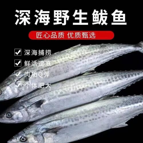 【专属】深海新鲜冷冻马鲛鱼 整条海捕鲅鱼香煎清蒸生鲜海鱼