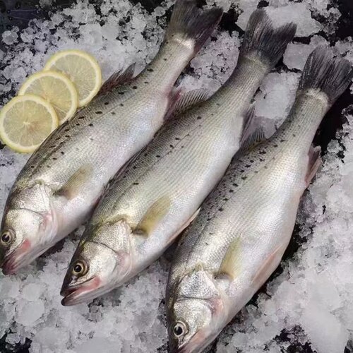 海捕海鲈鱼1.2-1.4/条 七星鲈速冻锁鲜 海鱼