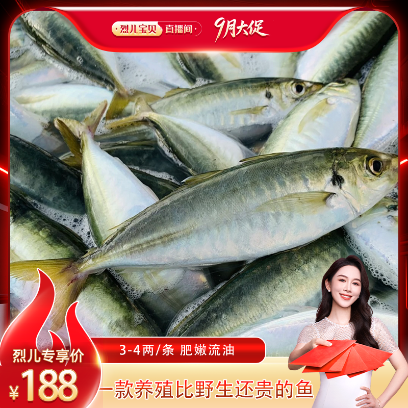 【烈儿宝贝直播间】福建东山岛土豪养殖巴浪鱼3-4两/条竹荚鱼