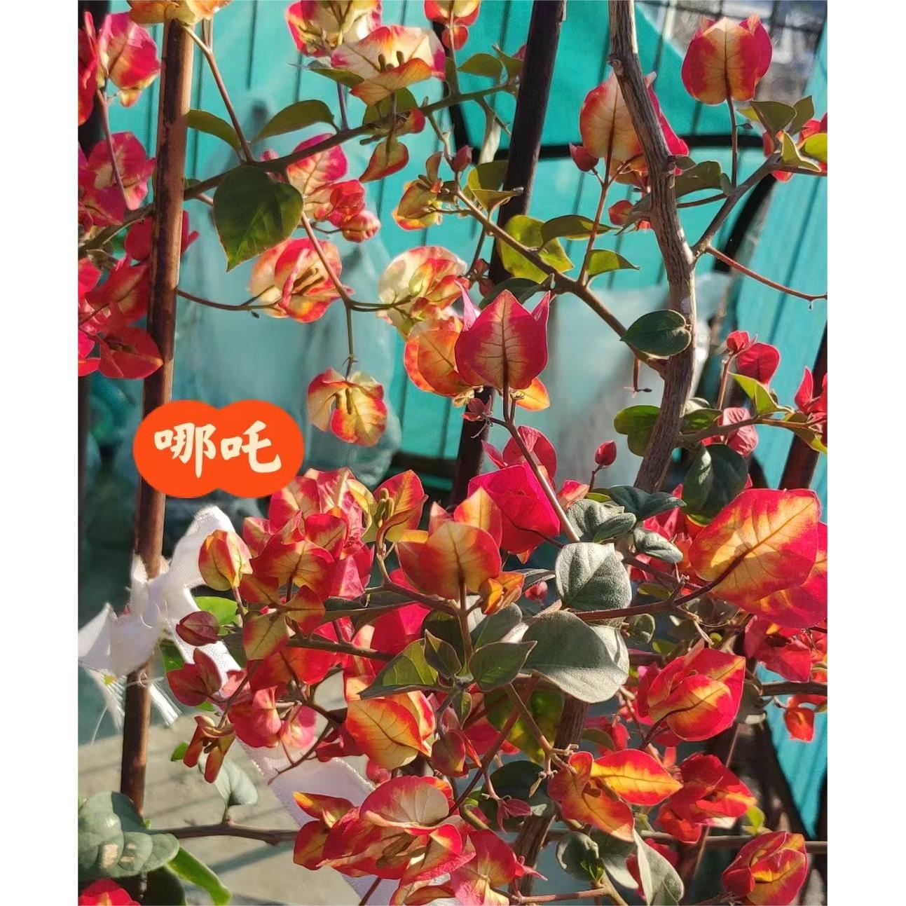 哪吒三角梅 扦插苗 四季开花爬藤植物花卉 包对版