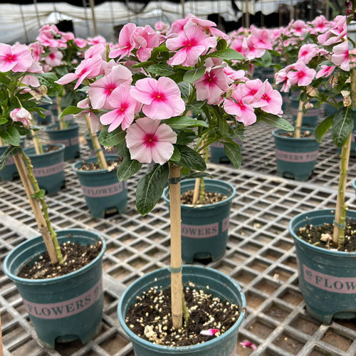长春花棒棒糖阳台花卉日日春庭院花卉四时花盆栽花苞箐禾花场直发