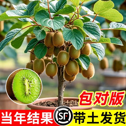 猕猴桃树果苗红心软枣徐香弥猴桃苗公母同株南方北方奇异果猕猴苗