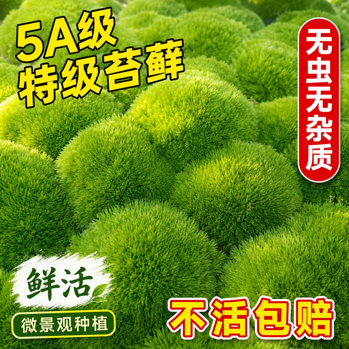 鲜活苔藓微景观盆景蒲面青苔纱布短绒小灰苔藓庭院草皮雨林水陆缸
