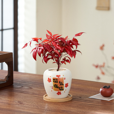 火焰南天竹盆栽观叶小盆景