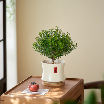 小叶赤楠盆景植物老桩绿植