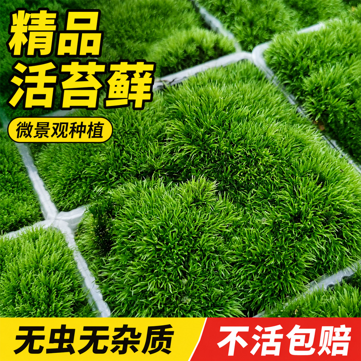 鲜活苔藓微景观植物盆景盆栽水陆缸假山草造景材料白发藓短绒青苔