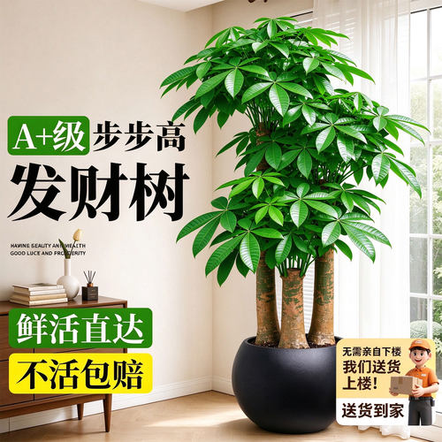 三杆步步高发财树大型盆栽