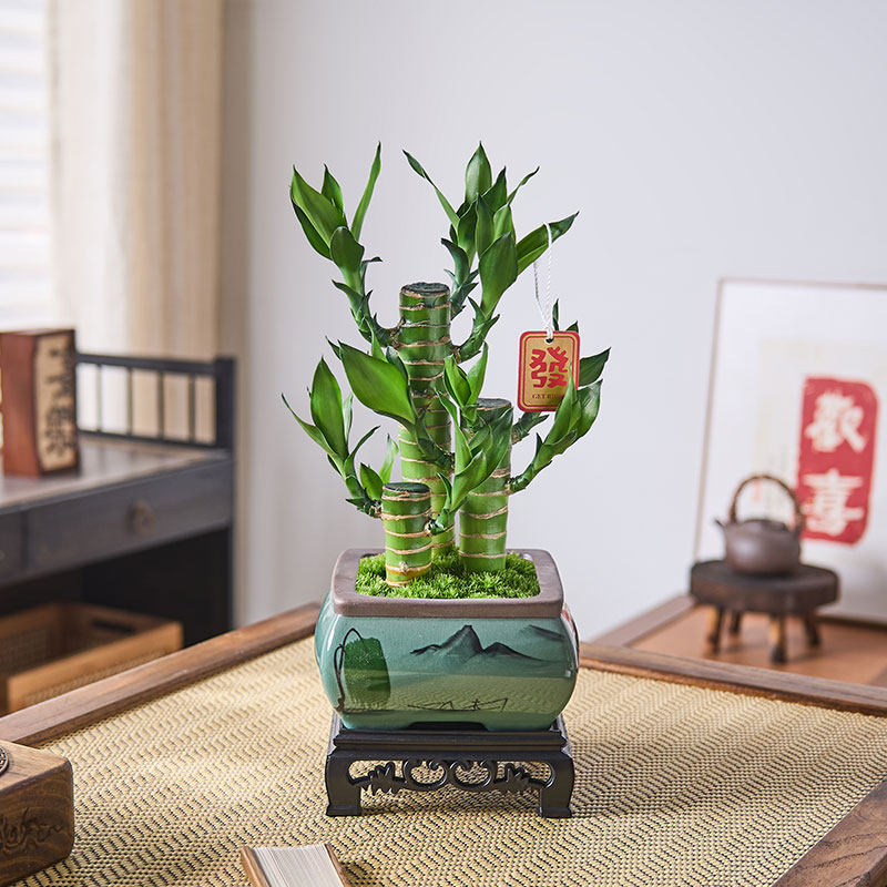富贵竹桌面好养植物室内净化空气盆栽办公室绿植转运招财文昌竹,鲜花速递/花卉仿真/绿植园艺,造型盆景,淘宝优惠券,粉丝福利购,淘宝优惠卷