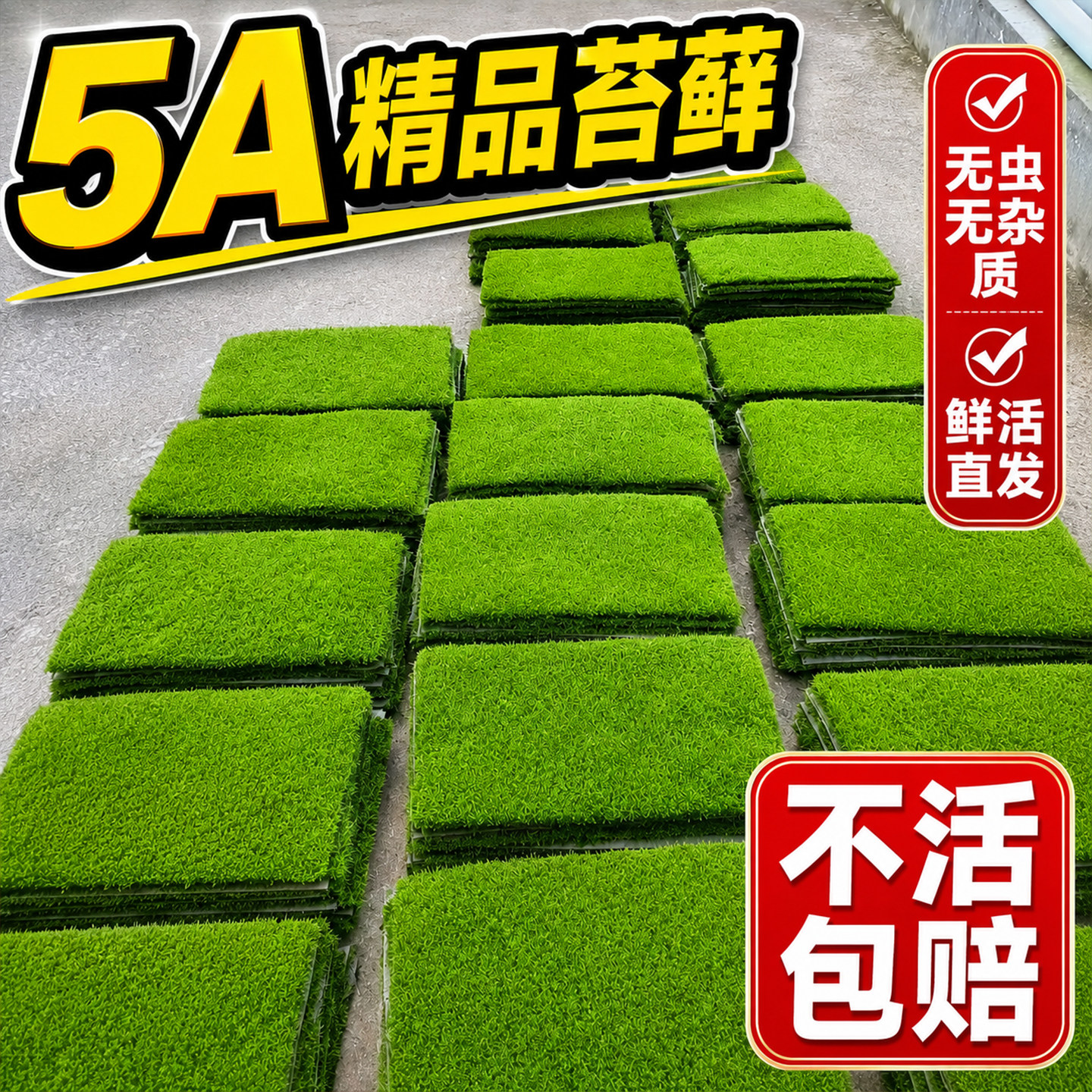 人工鲜活苔藓微景观盆景铺面草假山雨林缸水陆缸造景纱布苔藓短绒