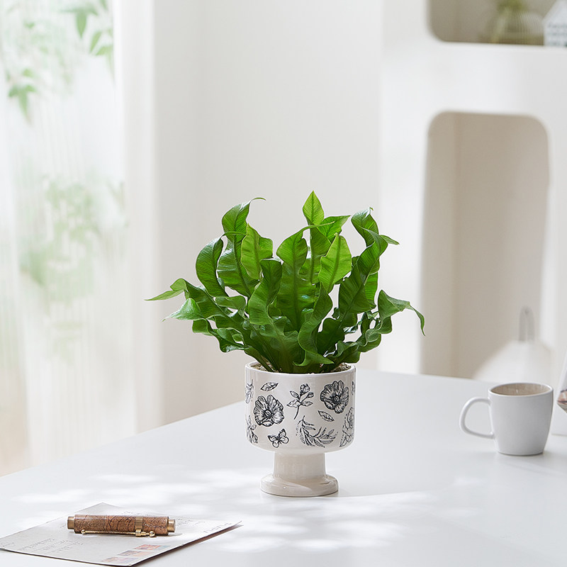 鸟巢蕨客厅绿植室内盆栽植物办公室内客厅观叶绿植四季工位好养活