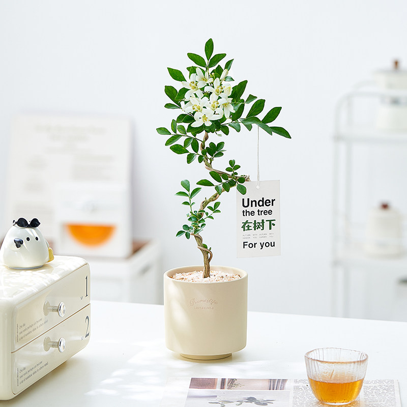 九里香盆栽四季常青老桩树苗盆景绿植精品独杆造型开花香味花卉,鲜花速递/花卉仿真/绿植园艺,造型盆景,淘宝优惠券,粉丝福利购,淘宝优惠卷