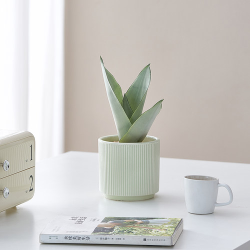 虎皮兰北欧ins奶油风绿植