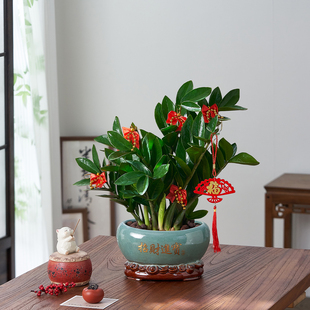 金钱树盆栽室内客厅绿植招财乔迁办公室客厅桌面摆件好养植