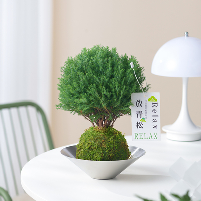 【放轻松】雾凇苔藓球盆栽 室内好养小绿植 客厅办公室微景观植物