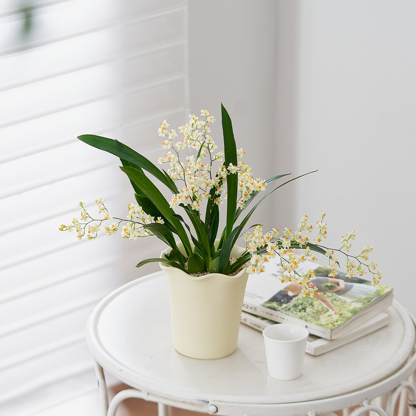 【带花剑】文心兰盆栽室内办公桌面绿植净化空气清香四季好养花卉,鲜花速递/花卉仿真/绿植园艺,绿植,淘宝优惠券,粉丝福利购,淘宝优惠卷