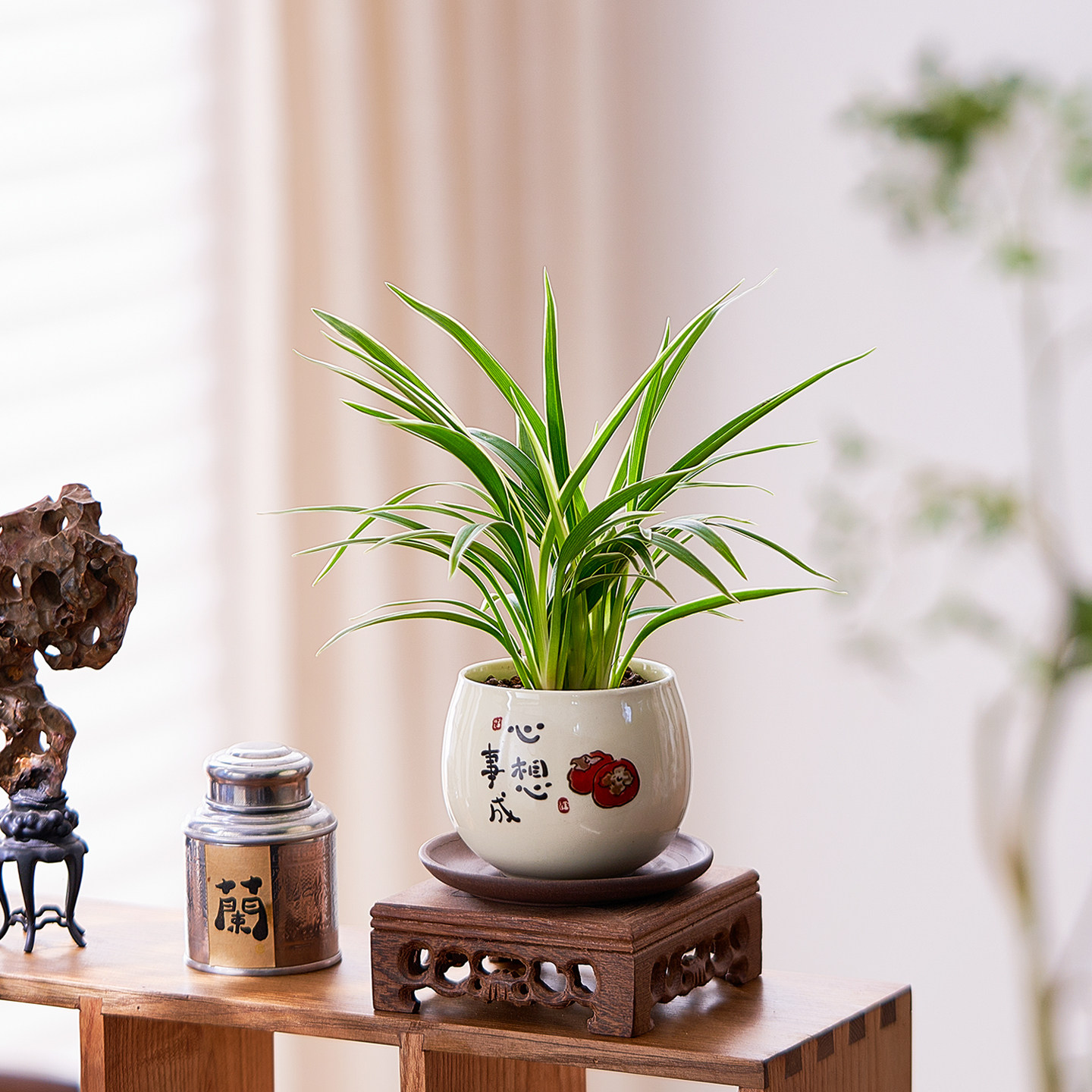 金边吊兰盆栽花卉植物室内阳台净化空气好养活小绿植解压客厅花卉