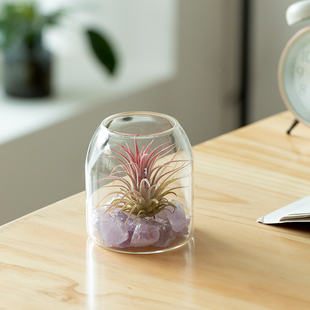 空气凤梨造型创意盆栽办公室内桌面绿植摆件微景观四季懒人好养花