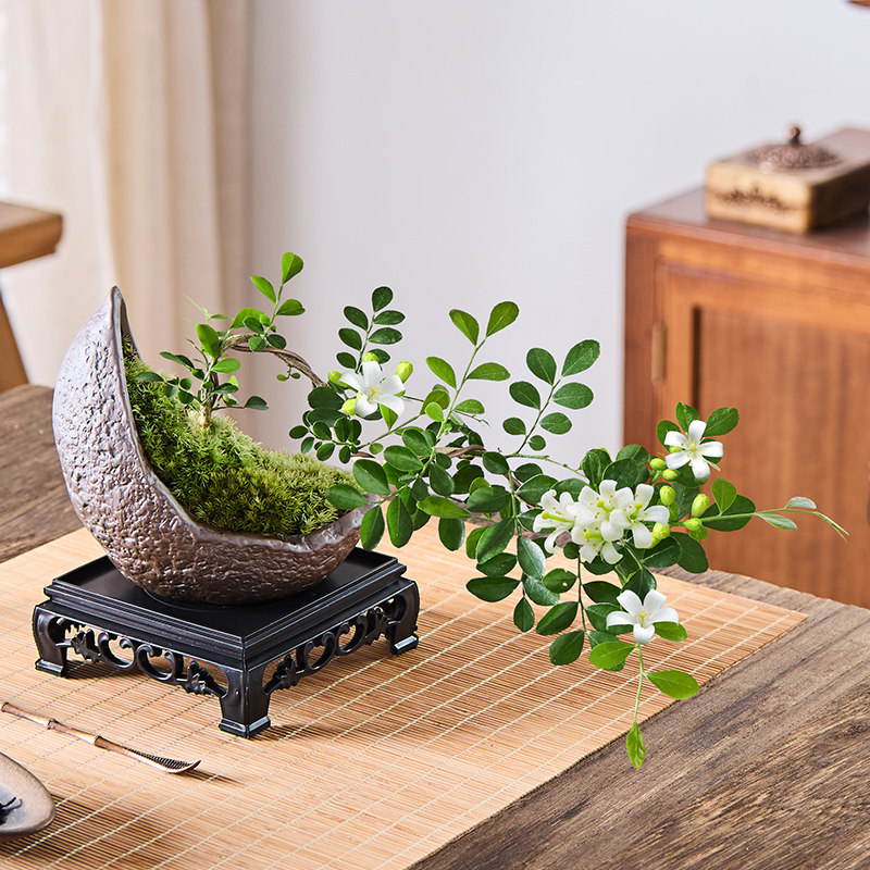 飘枝小叶九里香盆栽悬崖造型盆景室内茶几玄关绿植易活花卉小植物,鲜花速递/花卉仿真/绿植园艺,绿植,淘宝优惠券,粉丝福利购,淘宝优惠卷