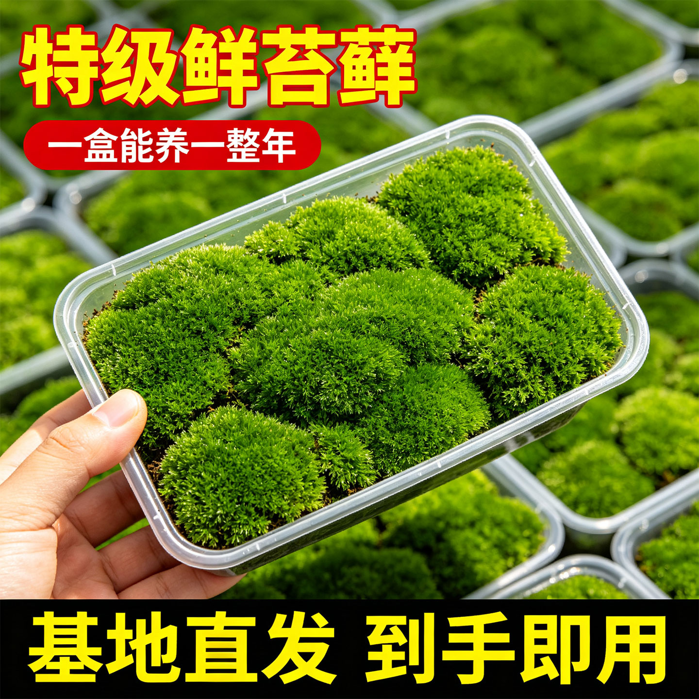 鲜活苔藓白发藓微景观造景假山铺面水陆缸雨林缸青苔植物耐活好养