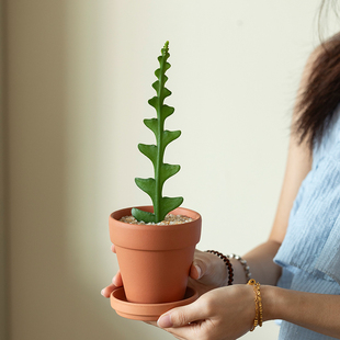 鱼骨令箭盆栽室内多肉植物仙人掌四季好养办公室桌面绿植工位摆件