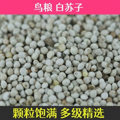 新苏子中大颗粒白苏子黄雀玉鸟鸟粮芙蓉鸟上膘鸟食油料苏子鸟饲料