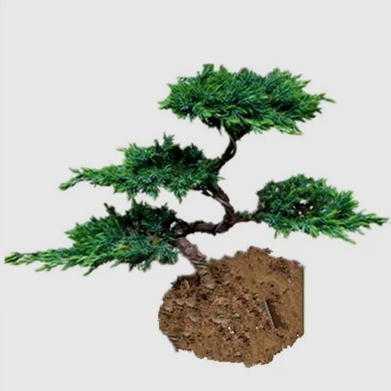 迎客松盆景真树罗汉松盆景真树四季青植物松柏盆景地柏盆景室内外