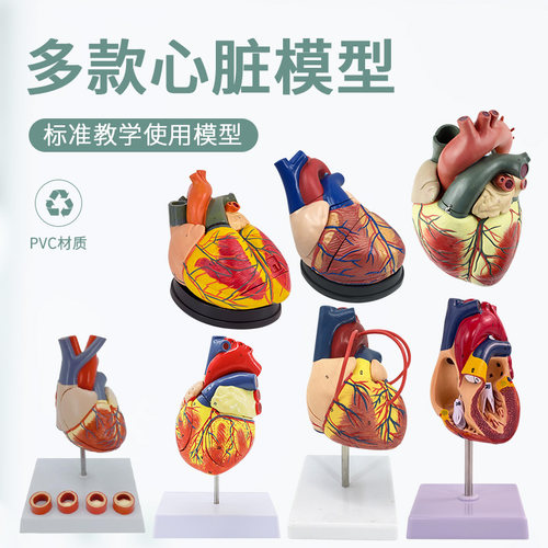 高端1:1人体心脏解剖模型B超彩超心脏模型拆卸医学自X然大心脏教