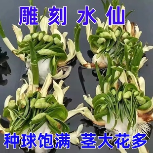 正宗漳州雕刻水仙花矮化种球带盆削好室内水培开花带香味植物水养