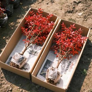 水培火焰南天竹盆栽苗客厅庭院红叶老桩落地植物耐寒竹子盆景绿植