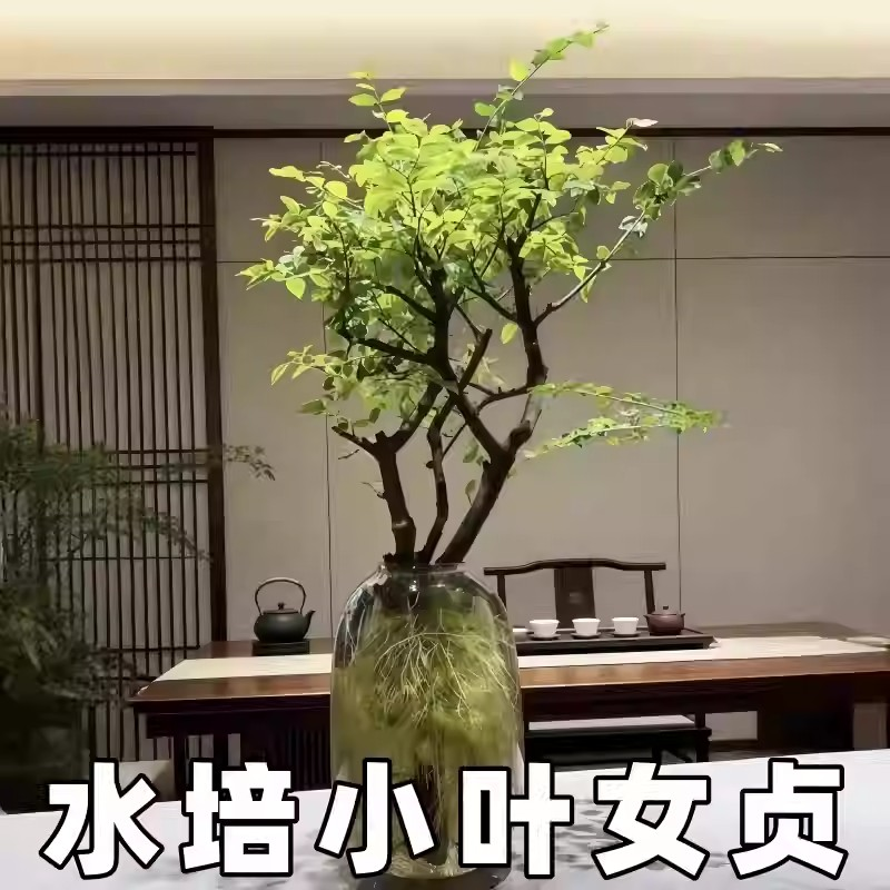 水培小叶女贞老桩悬崖造型盆景四季常青小绿植物客厅办公室内桌面,鲜花速递/花卉仿真/绿植园艺,月季/蔷薇/玫瑰,淘宝优惠券,粉丝福利购,淘宝优惠卷