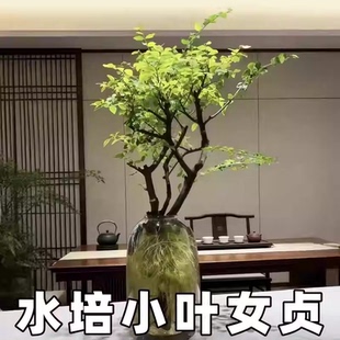 水培小叶女贞老桩悬崖造型盆景四季常青小绿植物客厅办公室内桌面