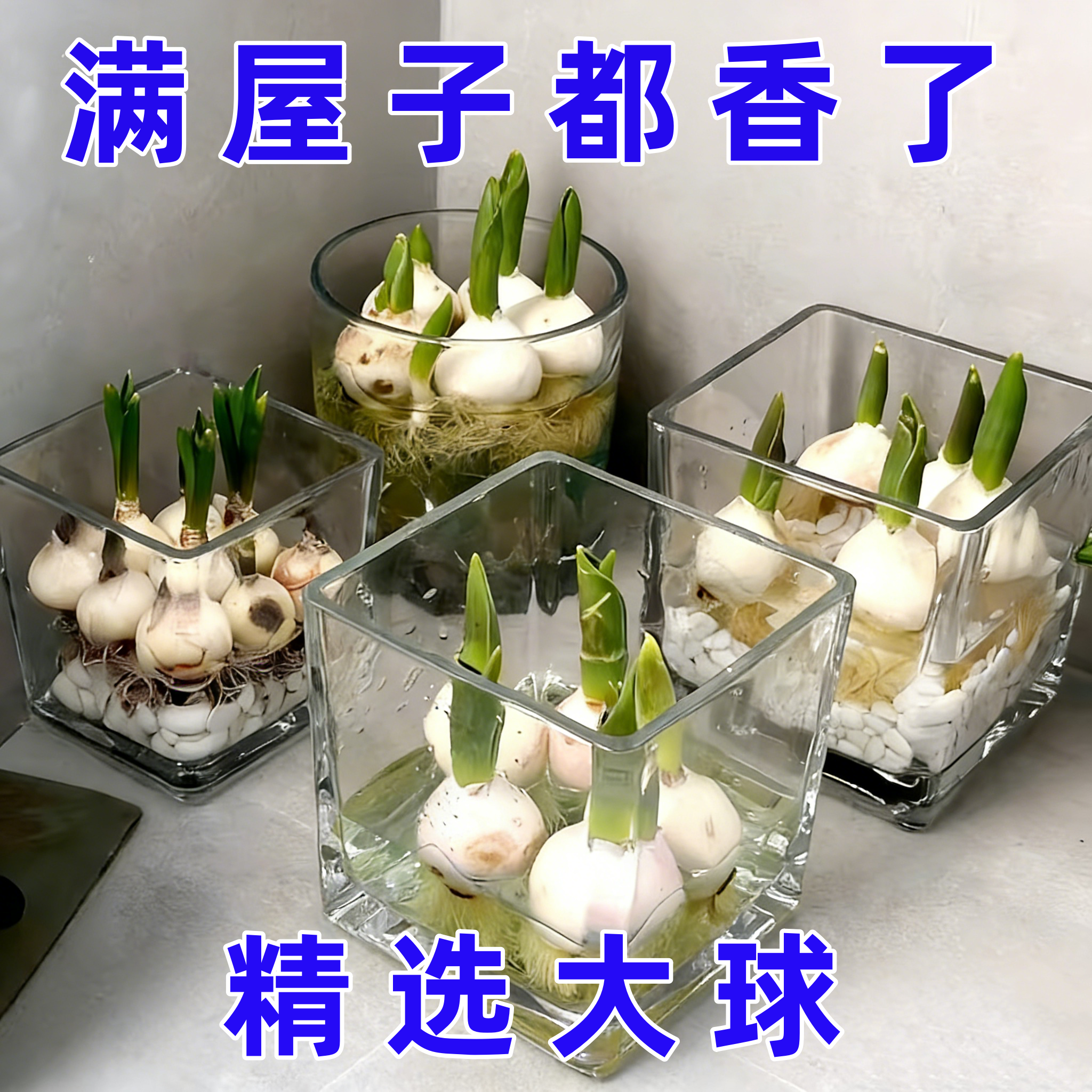 水培植物漳州水仙花种球盆栽室内水养花卉绿植办公室桌面四季好养,鲜花速递/花卉仿真/绿植园艺,月季/蔷薇/玫瑰,淘宝优惠券,粉丝福利购,淘宝优惠卷