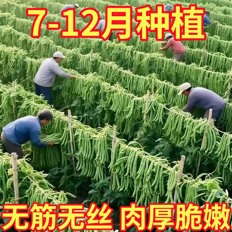 早熟无架矮生地豆种子不搭架四季豆籽阳台小院可盆栽种植蔬菜种子