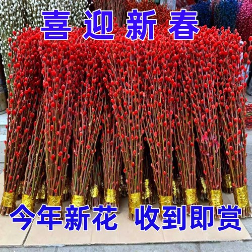 银柳真花鲜枝年宵花卉七多彩大红色银柳干花柳枝水养装饰招财1米2