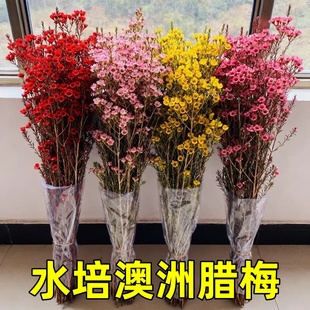 澳洲腊梅鲜花水培鲜枝干枝真花年宵花卉室内过年花冬季蜡梅鲜切花