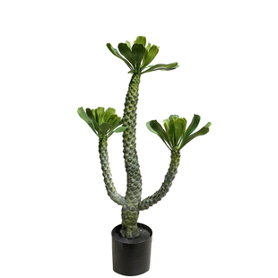 仿真霸王鞭假树巴西龙骨热带沙漠绿办公室内样板房桌摆设装饰