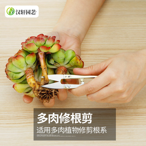 汉轩 多肉花卉剪刀小剪子园艺工具多肉修根植物修枝修叶小型剪刀